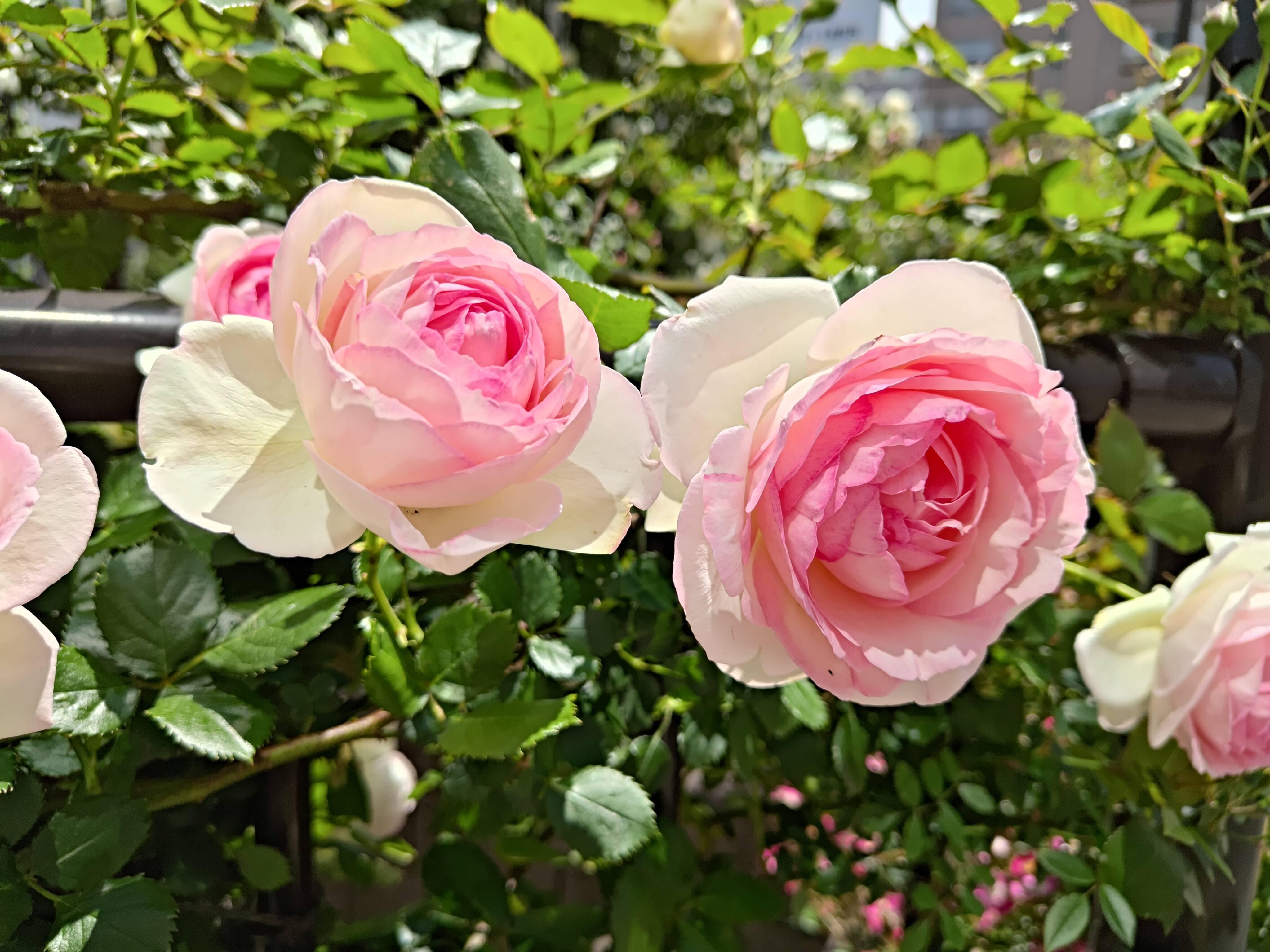 Zenfone 12 Ultra撮影写真①.jpg