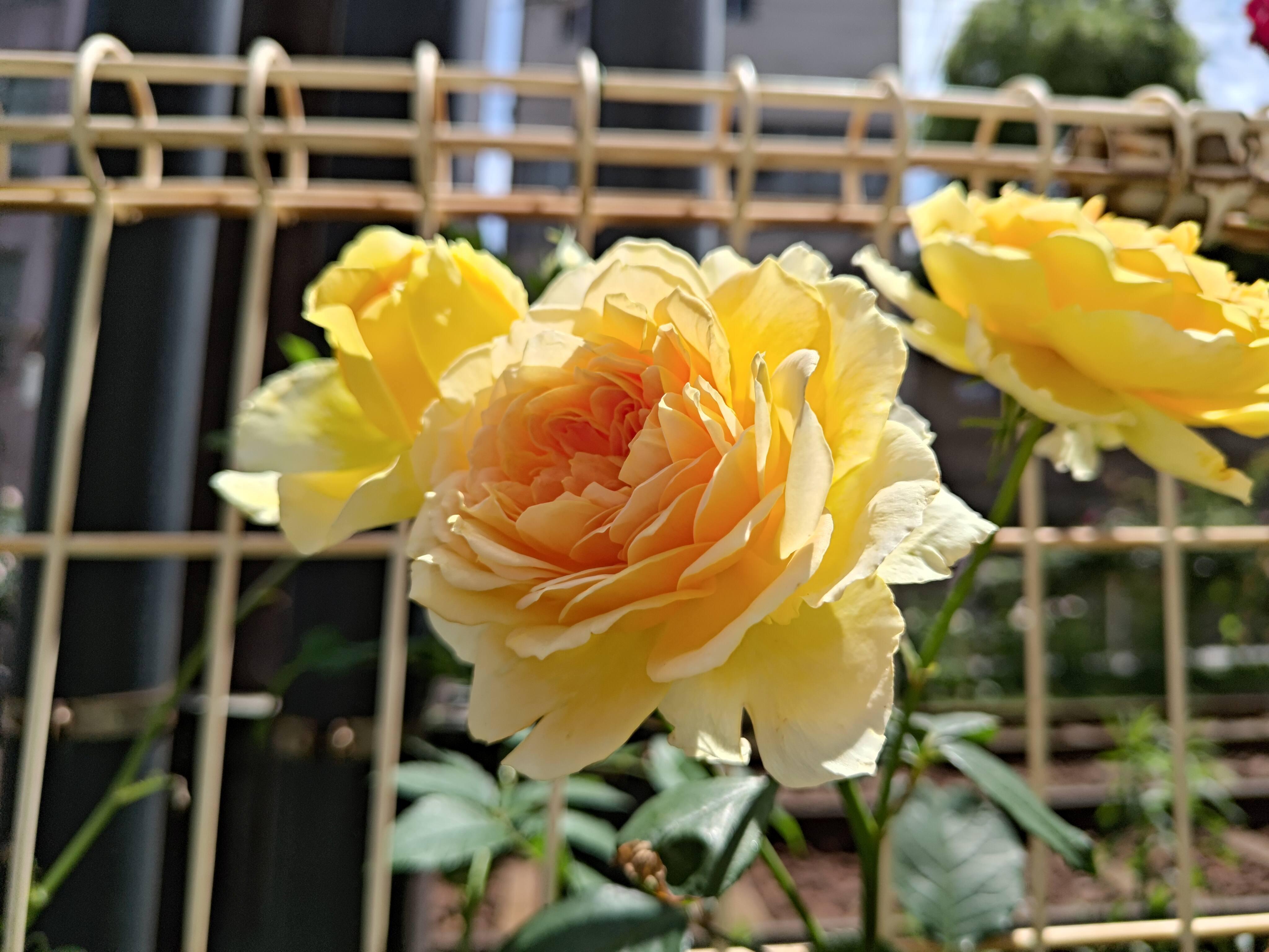 Zenfone 12 Ultra撮影写真②.jpg