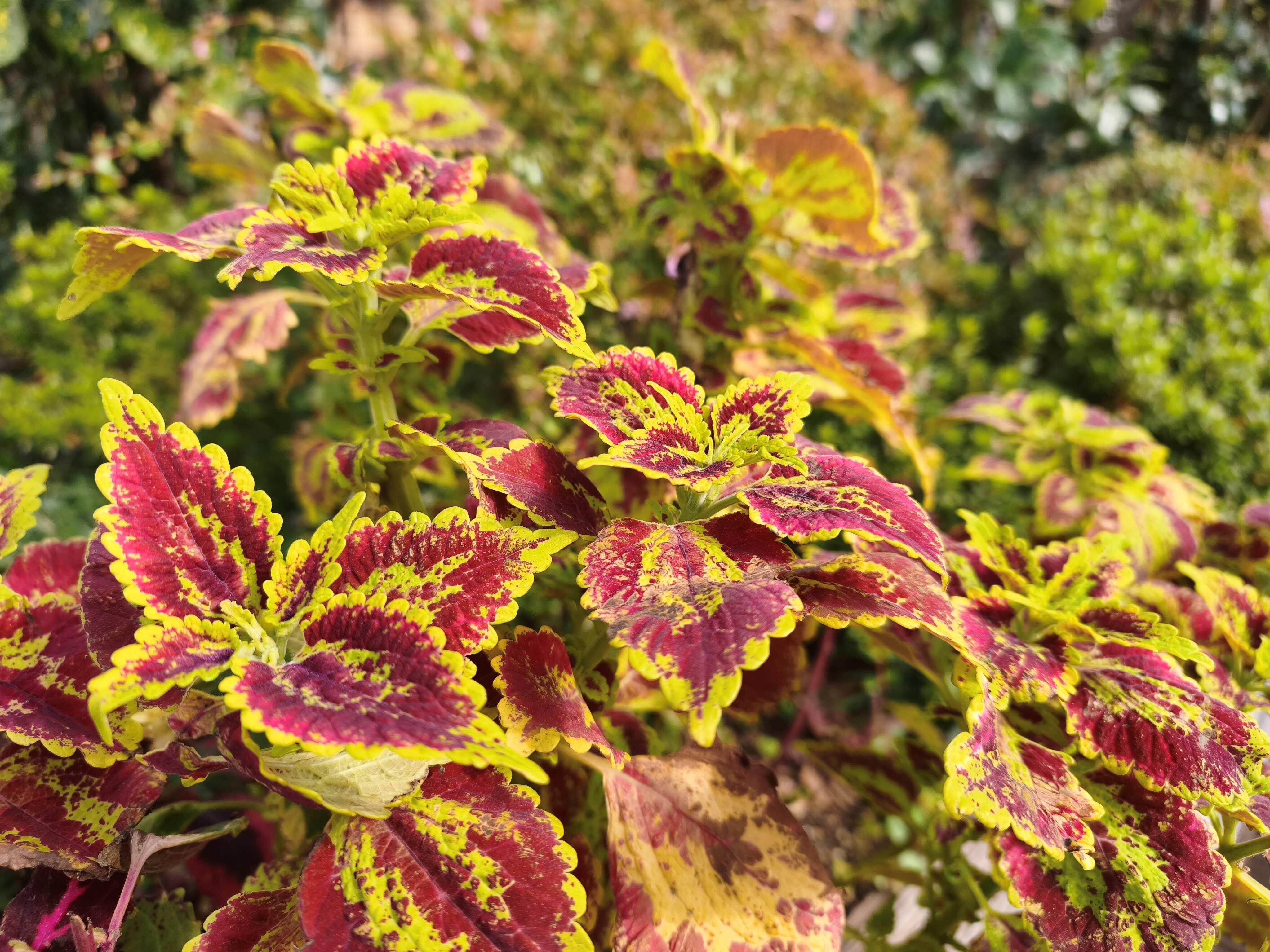 Xiaomi 15T Pro撮影写真_花②