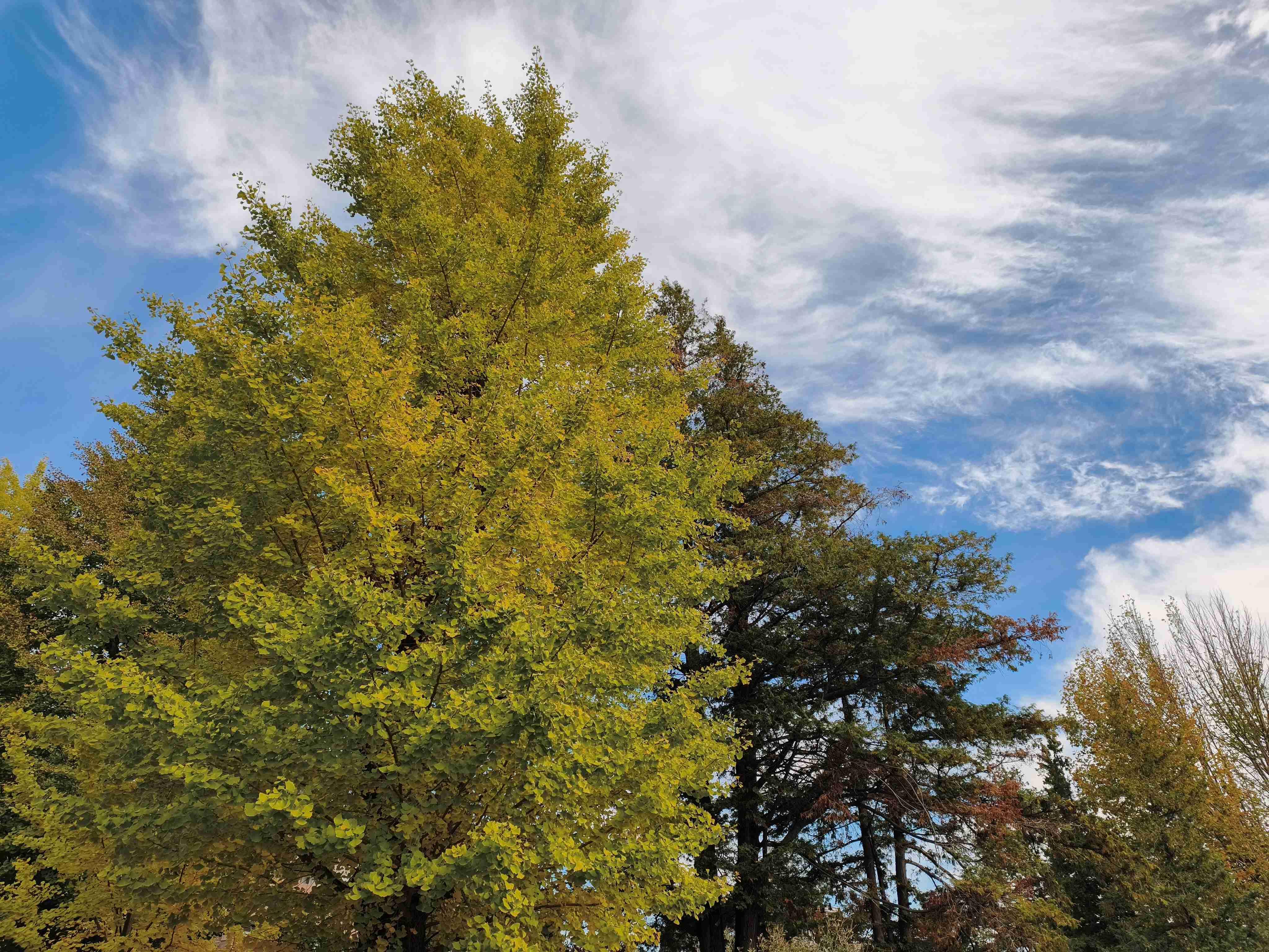 Xiaomi 15T Pro撮影写真_木