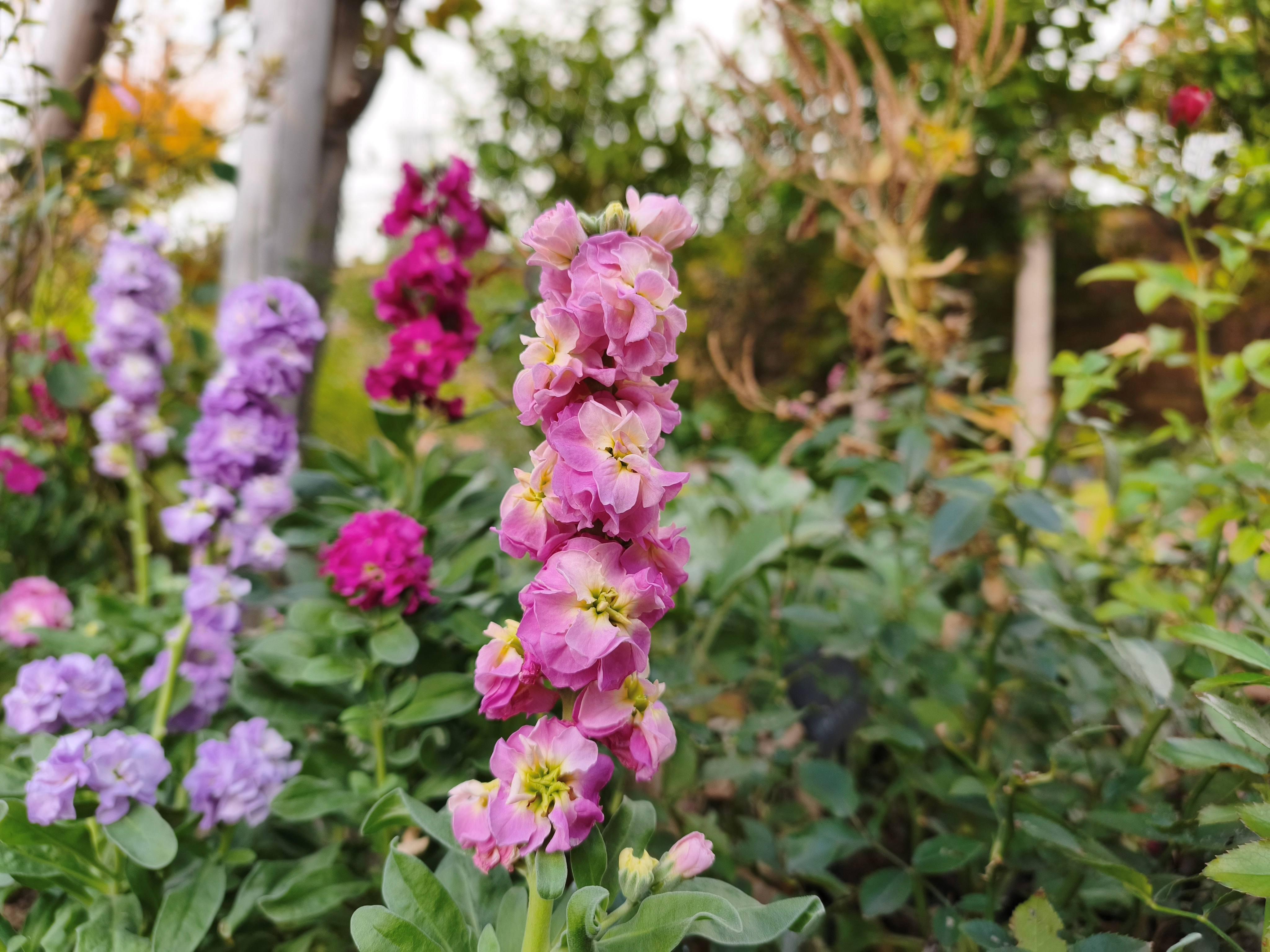 Xiaomi 15T Pro撮影写真_花①