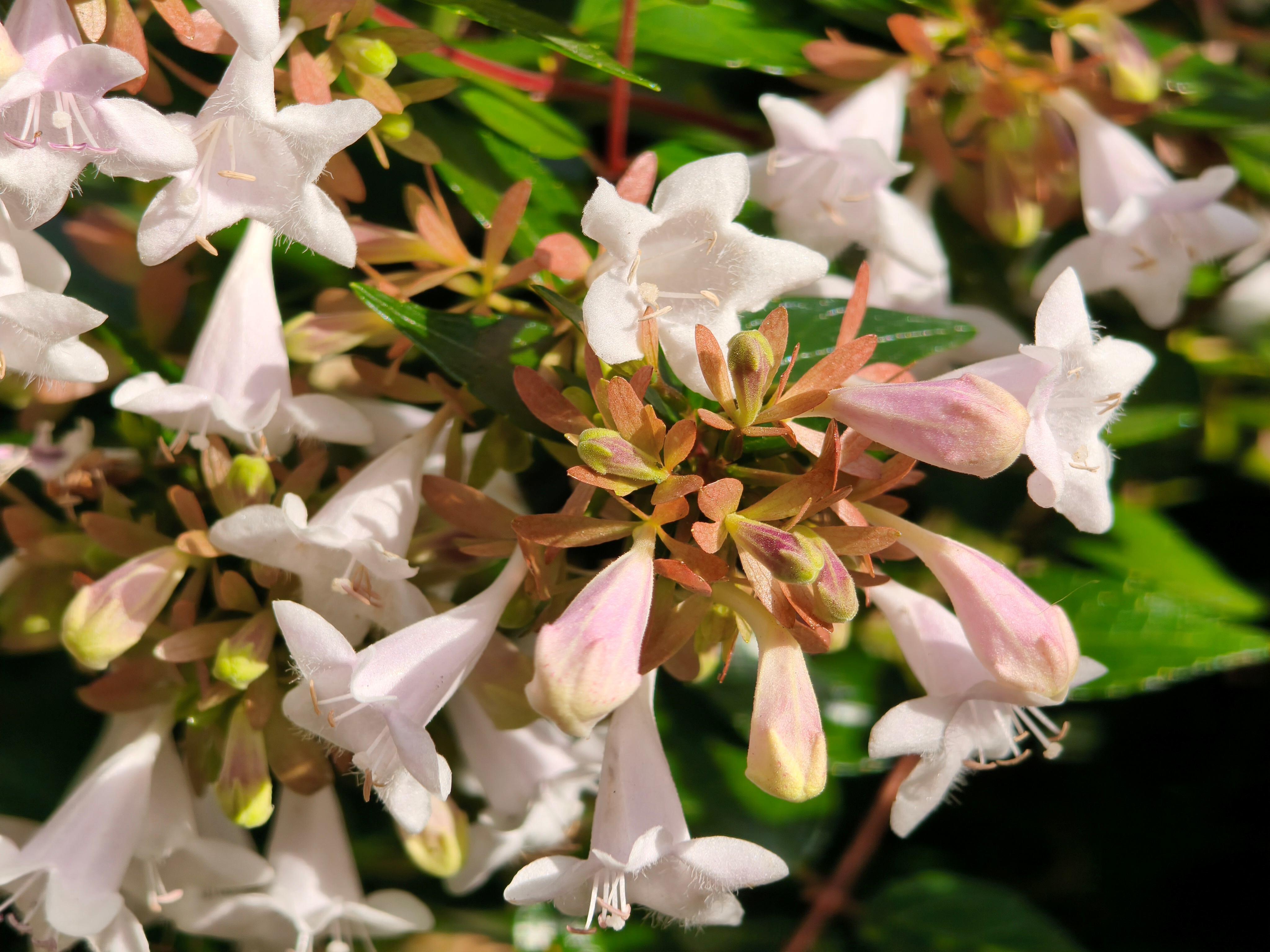 Xiaomi 15T Pro撮影写真マクロ撮影