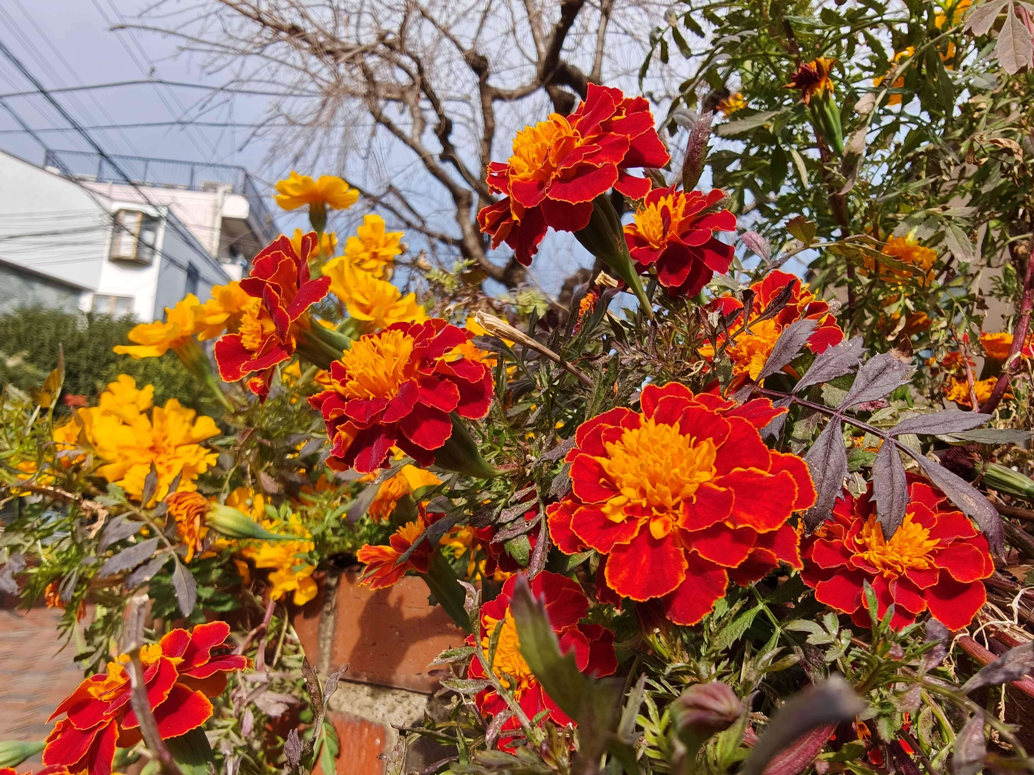 OPPO Find X9カメラ_花①