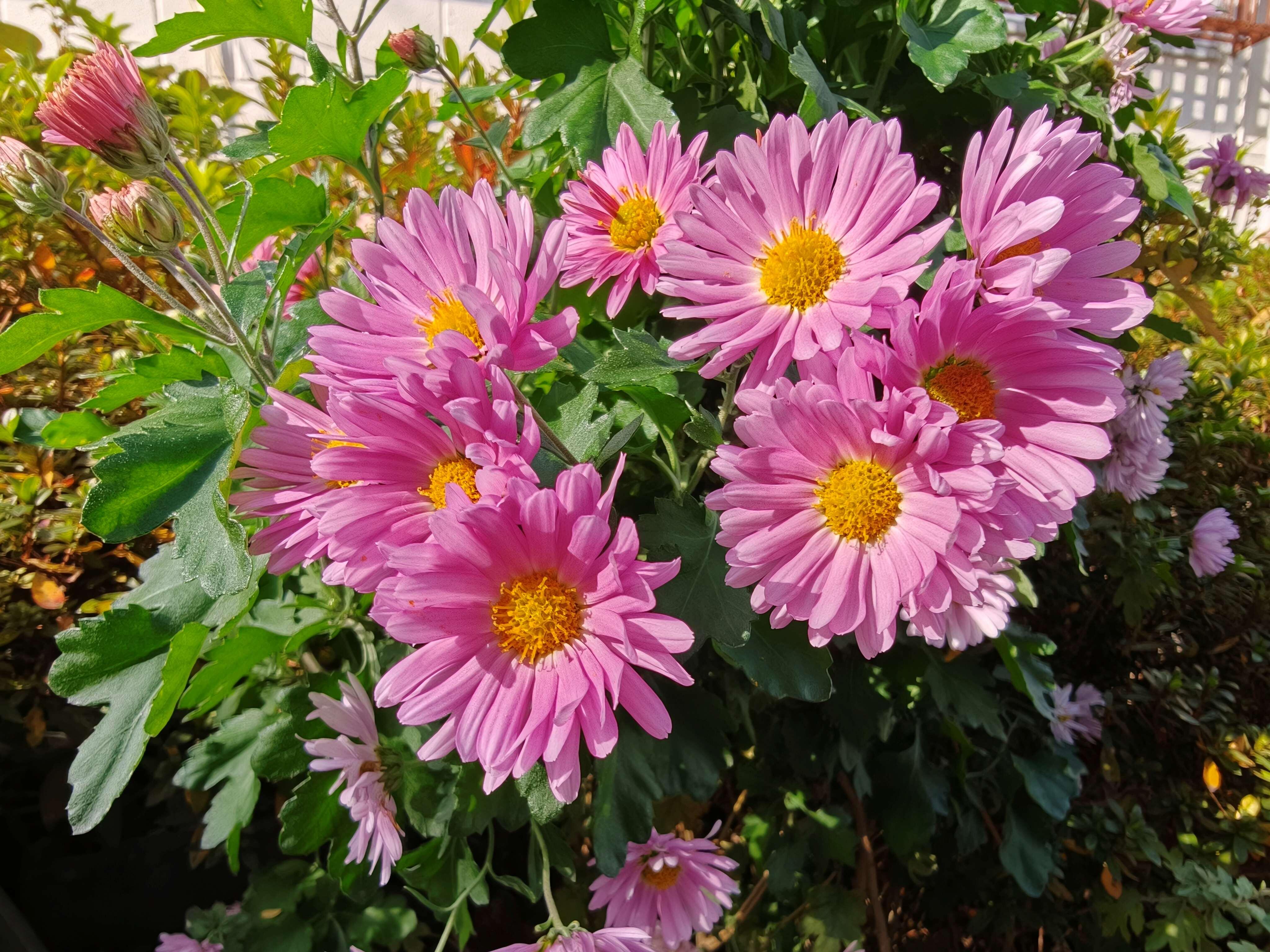 OPPO Find X9カメラ_花③