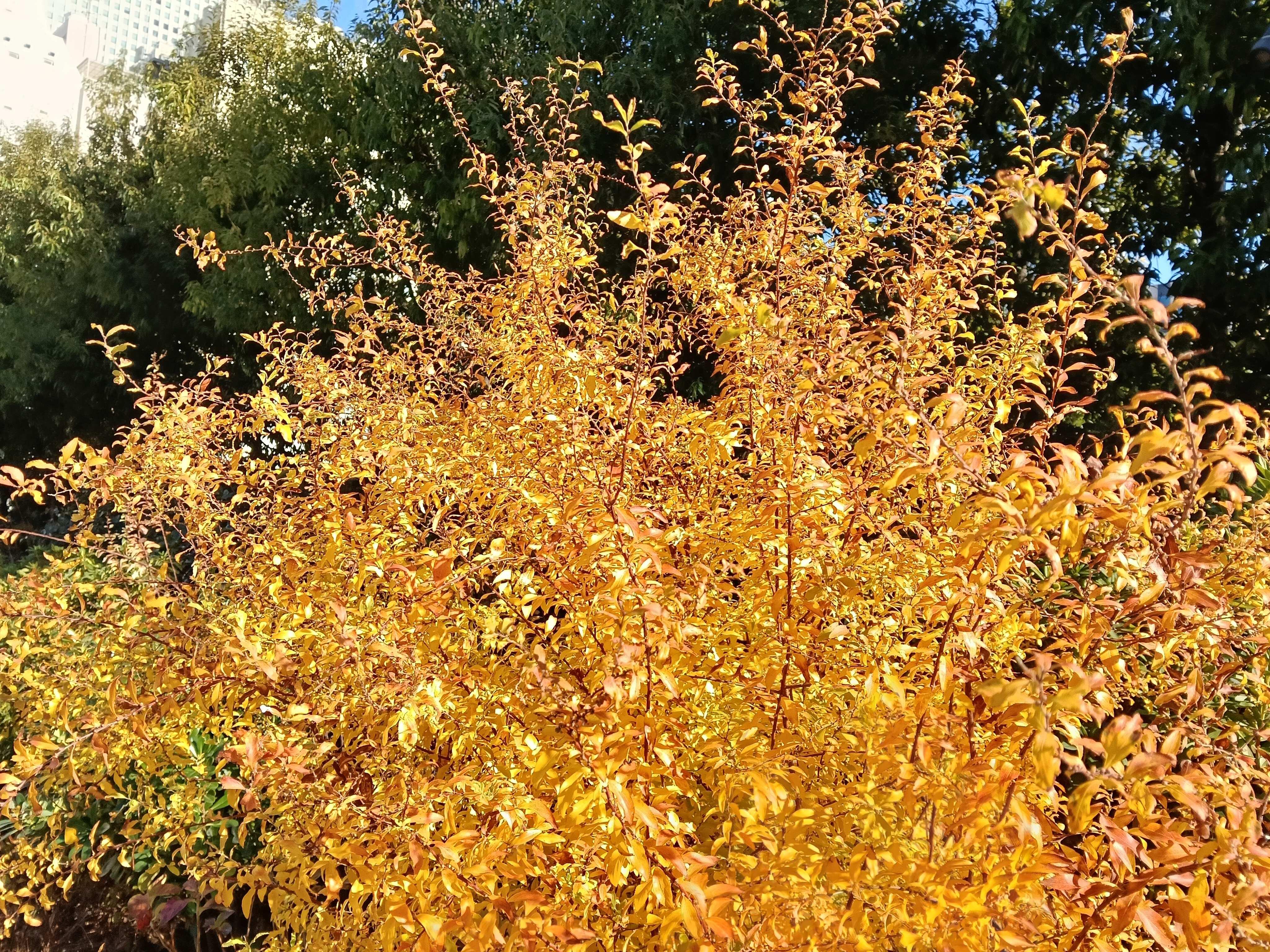 OPPO A5 5Gカメラ_風景①.jpg