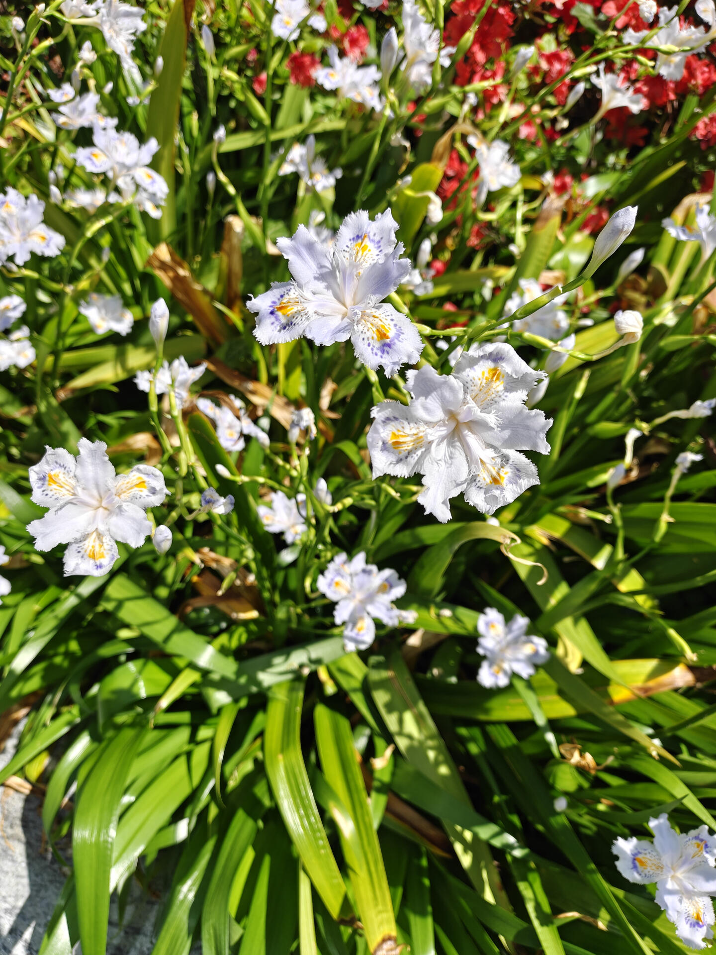 OPPO Find N6撮影写真③.jpg